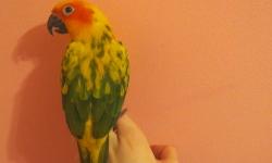 (lexington,ky)
Female tamed baby Sun Conure.
She is even banded.
Got her from a nice breeder!
Comes with NICE like $400 cage.
The value of the bird and cage is $1,000
Good home.
Not for cash sell, just trade.
Looking for a macbook.