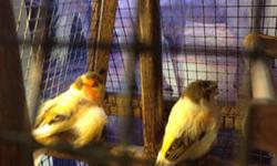 1 yr old male Norwich Canary. Beautiful singer! He is the canary on the left in the picture.
503-508-1558