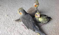 3 young and tame cockatiel babies!
They have recently been weaned, and are ready to go to their new homes!
The pictures are from a couple weeks ago. If you want to see more recent pics, please ask.
Oldest: Normal grey
Middle: Cinnamon
Youngest: