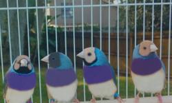 Gorgeous Pair of Lady Gouldian Finch
This pair of Lady Gouldian finch are enjoying the sunshine in the aviary as they plan for the future home they are going to build together. We use the highest nutrition available for finches to bring out their