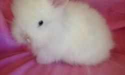 These beautiful boys are ready to take home now. They are a small breed rabbit with a mane like a lion, very soft fur and very sweet breed. They're all white with really blue eyes $100.. 760-473-2442
This ad was posted with the eBay Classifieds mobile