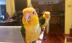 This caique is a lovely bird that anyone can handle.
He is four years old and has his DNA paperwork-Male
Currently on Higgins Diet and fresh food.
Comes with transport cage, large enough for temporary housing.
These are really cool birds and the colors