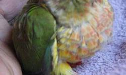 I have a gorgeous 4 year old male conure for sale, he is super tame and loves to sit with you and be handled, he enjoys mealtime with you and loves an array of food, cooked veggies, fruits, etc. He will come with his playstand, toys and any food left at