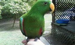 My friend will be rehomeing her male eclectus due to the fact that her grandson is in need of a heart transplant and she will be traveling to Nashville very often. I will be taking care of making sure he finds the perfect forever home.
He is 5 years old