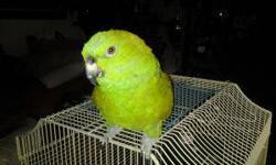 Gorgeous female beautifully mark. Tame. Extremely quiet, not messy like most parrots. Talks well and doesnt scream. Racheal is 8 yrs. Not breeder material. Pet Only.
We ship United Cargo or Delta Cargo at buyers exspense.
