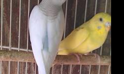 I have nice parakeets,different colors,healthy,nice feathering,call r email 9519058192 [email removed]
