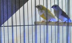 Gouldians for sale
1 male - yellow back/white breast/red head juvenile - $80
1 female - yellow back/pastel purple (Lilac) breast/red head - $85
$160 for the pair
1 Pair Green back, purple breast, red head (Proven) - $140
530-300-1866