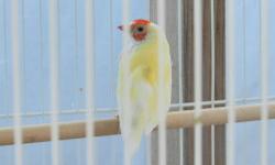 Gouldian Finch *MUST SELL*
1 male/2 females ~ green backs - $60
3 males/1 female ~ yellow back - $75
1 female ~ Blue back- $120
1 male ~ delute back - $65
Price for all 9 $665 make offer for all birds!!
530-300-1866