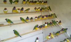 I have lots of Gouldian, European and Java Finches available. Both Male and Female. All tagged/banded.
$50 - Java Finch.
$85 - Gouldian Finch.
$85 - Red cheeked Cordon Blue Finch.
$225 (pair only) European Finches.
Call/Text @ 512-200-8789 anytime!