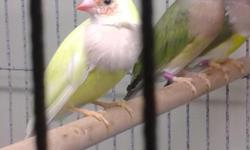 society finches pied and crested $10. gouldian finches parent raised starting at $60. cockatiel cages for sale $20. each proven pairs of gouldians are available priced with body color 740 412 7924
