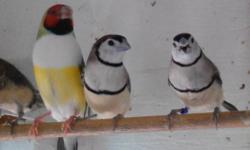 All finches are raised outdoor aviary, healthy and active
Gouldian, owl finch, Star, Orange cheek, Cordan Blue are for sale
(626) 391-1844
[email removed]
Jimmy