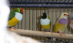 I have pairs of gouldians and a number of blackheaded singles that may be split to blue-their parents were splits-but I can't guarantee those. I do have some three to four month olds that are split to blue-their dad was blue, mom a split. I have a yellow