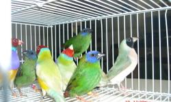 Gouldians Finch 10 Young full color--BIG SIZE--(6/8 months old) for sale
$60.00 each.
3 pair for sale Lutino parrot finches $ 350.00 each pair
2 pairs Red Headed Parrot Finches $ 200.00 each pair
----------all this bird's finches bread in my
