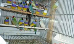 Gouldian finches (ONLY) Normal Red head,Purple cheast Green backs for sale each $60
(Most this Gouldian are from Blue/Silver/Yellow parents + parents raised)
I do Not sale Female alone, Yes with a Male as a pair for sale
All 2013 fully colored