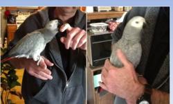 Gracie, the female red-tailed Congo Africa Grey is very gentle and craves attention. She loves to have her head scratched and back stroked while sitting on her owners hand and held close. She makes a very good companion bird. Gracie age is somewhere