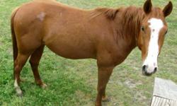 Grade - Abe - Medium - Adult - Male - Horse
CHARACTERISTICS:
Breed: Grade
Size: Medium
Petfinder ID: 24971574
ADDITIONAL INFO:
Pet has been spayed/neutered
CONTACT:
Habitat for Horses | Hitchcock, TX | 866-434-3737
For additional information, reply to