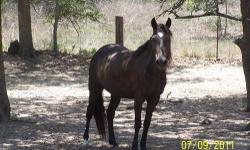 Grade - Breeze - Medium - Adult - Female - Horse
No description provided
Breeze, Grade   has been shared from Shelter Exchange   .
CHARACTERISTICS:
Breed: Grade
Size: Medium
Petfinder ID: 25237565
CONTACT:
Meadow Haven Horse Rescue | Nixon, TX |