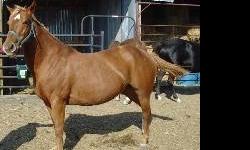 Grade - Fancy - Medium - Adult - Female - Horse
No description provided
Fancy, Grade   has been shared from Shelter Exchange   .
CHARACTERISTICS:
Breed: Grade
Size: Medium
Petfinder ID: 25237560
CONTACT:
Meadow Haven Horse Rescue | Nixon, TX |