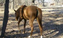 Grade - Maxine - Medium - Adult - Female - Horse
For more information or to adopt a horse please contact: [email removed] 866-434-5737 ** Reminder, HfH horses are not available for breeding or resale. Serious inquires only, you must be 18 years or older