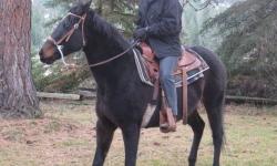 Grade - Nugget - Medium - Adult - Female - Horse
Nugget is a beautiful TB/Morgan Cross who is a sound, sweet, wonderful, trained trail horse. She has had one owner all of her 18 years and due to the owner moving out of country to work in an orphanage,