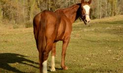 Grade - Pippi - Medium - Adult - Female - Horse
Pippy is a 5 year old quarter horse type mare. She is very sweet and well trained. She has been trained in parelli and Clinton Anderson and has been ridden bridleless . She's a level 4 Parelli student. She