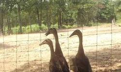 Trio of Gray Runner Ducks from Show Stock, Male from Holderread Waterfowl, Farm & Preservation Center from Oregon. Females from Foreman Waterfowl from New Paris, Ohio. Hens are 2012 hatch, Drake is 2011 hatch. $50.00 for the Trio. They are still laying