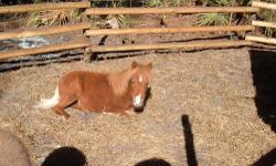 Very Cute, Sweet and Ready for GOOD home for training your way. I have studs and Filly's Dif. Color's and Price's. Best gift that keep's giving uncond. LOVE. Please call for info or to come look. Thank's