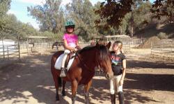 Very sweet bay pony mare,12 yrs,13.2 hands,very stocky,sound,not spooky.Great in the arena - Walk/trot/canter,knows her leads & jumps. Goes quietly down the trail. Was an excellent confidence builder for her 9 year old owner. Rider looking for a bigger