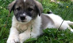 Beautiful Puppies, Born 3/21/2013. Excellent dispositions - eager to please, and extremely child friendly. Presently in with goats and chickens, and within sight of cattle. Mother, (Karakachan,) and father, (Great Pyrenees,) are both on site and available