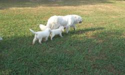 Great Pyreneens Pups Out of working parents on premises.