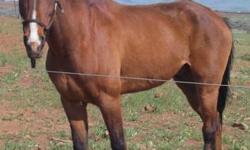"Reno" is a nice smooth ridding gelding. He loves trail ridding. Has been a great "Husband" horse and has a dressage back ground too. Nice all around family horse.