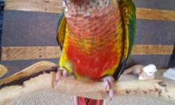 Green-cheek Conures for sale. They are Currently being handfed. The babies will be weaned on Zupreem pellets, millet spray, fruit & vegetables, and seeds. We have two different colors which are Normal and Yellowsided.
Pricing: Normal Green Cheek Conure: