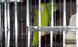 I have six(2 green males and 4 females(one is blue)) Green-Rumped Parrotles (Forpus passerinus). Forpus passerinus are very hard to find in the USA. They are no longer imported from Brazil. They are the smallest true parrot and called a 'Pocket