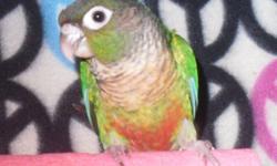 Green cheek conures, Black capped conures
All are hand fed.
3 turquoise green cheek conures 250.00 weaned
1 cinnamon turquoise green cheek conure sex-linked female. 275.00 weaned
6 Black capped conures 225.00 weaning now
2 Green cheek conures normal males