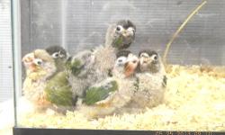 Currently handfeeding Green Cheek Conure- Color Mutation Yellowsided, Pineapple, $375.00 each Turquioise $425.00 each. Discount for two or more. Make excellent long term companion and have ability to talk. Tested for PFBD and Chlamydia and Polyoma