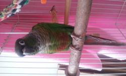 3yr old Green Cheek Conure. Comes with Cage, toys and remainder of food. He is very sweet natured once he gets use to you. He likes females but not too fond of males and he tolerates kids as long as they are quiet and gentle. He loves to sit on your