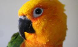 4 year old Green Cheek Conure with very large corner flight cage. She is a sweet girl who is outgoing and frisky. Has been eating fresh vegetables, fruits, Higgins conure food, Harrisons pellets and Herb Salad. Would love to see this girl go to a loving