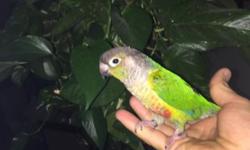 I have beautiful Green cheek conure 9 months old for sale , super tamed sweet and healthy very smart bird asking $210 only call at 619-277-1838 thanks