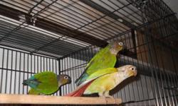Nice young hand fed pineapples, yellow sided green cheek conure babies for more info please call George or Mimi at (619)249-9831 thank you se habla espanol