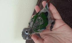 I have 1 regular green cheek conure left! They are about 4 weeks old now and won't be ready to go home for awhile. I hand feed them and spend time with them to make sure they are well socialized before they go to their new homes. They also spend time with