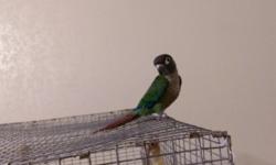 5 month old normal colored green cheeks conure female.
Hand feed, tame, DNA tested female.
Sibling male available