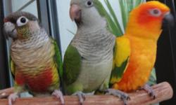 These are our new arrivals to Open Wings!
Pip-Yellow Sided Green Cheek Conure, Puma-Sun Conure and Quakie-Quaker Parakeet. These 3 were just surrendered today by one owner. They have shared a large cage and get along great but are not bonded. Today's