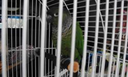 THIS CONURE IS 2yr OLD MALE W/CAGE HE DOES TALK AND IS TAME NEED TO GET HIM A GOOD LOVING HOME ASKING ONLY $200.00 FOR ALL COMES WITH BIG BAG OF FOOD EMAIL IF YOU WANT TO COME SEE HIM