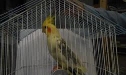 I have a green cheek conure about 9 months old. He comes with his cage,food, toys and treats also his pet taxi he is hand tamed.he says a few word like max and what. He is 300 firm I have way more than that put in to him. E-mail at any time at [email