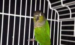 I'm Rehoming 2 semi tame Green cheek conures male and female they can be handled but haven't been lately I'm asking 200.00 firm serious inquiries please call 623-203-1799
This ad was posted with the eBay Classifieds mobile app.