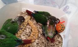 I have Green Cheek Conures just weaned and ready to go to new homes for $175.00 each and I am still hand feeding seven more babies if interested please email, text or call 602-315-4551