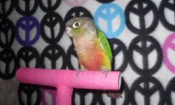 Babies are weaned.
Green cheek conures
1 Pineapple - Weaned DNA male 150.00, little nippy so needs some work. Its the baby on the right on the swing.
1 turquoise green cheek/ Weaned DNA male-250.00, Steps up and is very sweet.
You can call me at