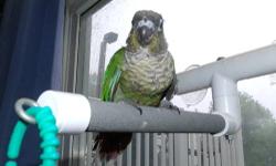 Hello, I have two normal green Green Cheek Conures for sale. Very friendly and LOVE being out of the cage with us. Don't bite at all!! Come with hatch Cert. and some food. See Pics!
