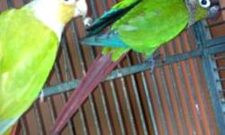 I have three birds hatched last year, two have been hand fed but stopped handling them so they are not very tame, there is one that grew up with the parents so it hasn't been handled much.
There are two females, one cinnamon and one is a pineapple. The