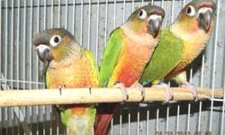 I have a pair of green cheek conures and a extra male. The first pair is a proven turquoise male with a cinnamon turquoise.Then I have a pineapple female split turquoise. And a pineapple male. The other male is turquoise split pineapple. You could put the